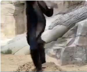 इस वीडियो को भारतीय वन सेवा के अधिकारी ने शेयर किया है।