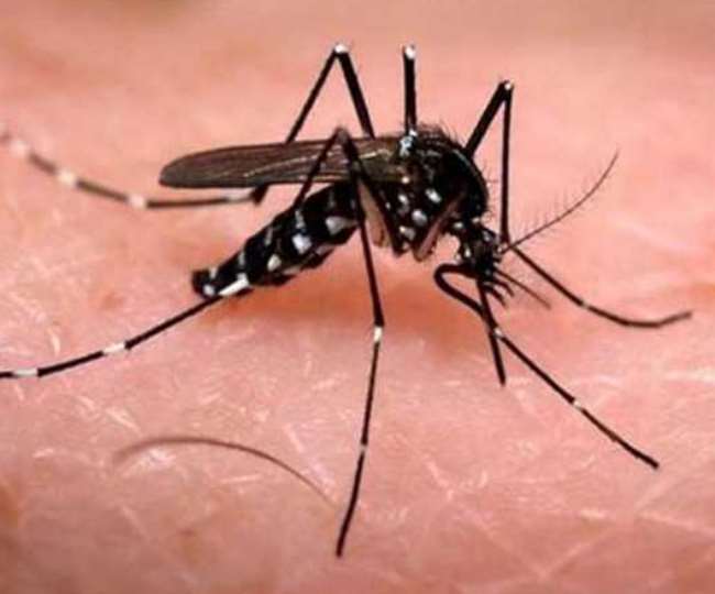 Dengue In Meerut: मेरठ में डेंगू का खतरा बरकरार, चार नए मरीजों के साथ कुल संख्या हुई 1623
