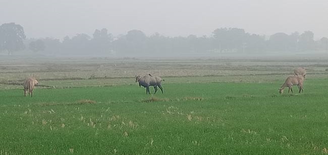 बर्बाद हो रही फसल, किसानों की मेहनत पर पानी फेर रहीं नीलगायें