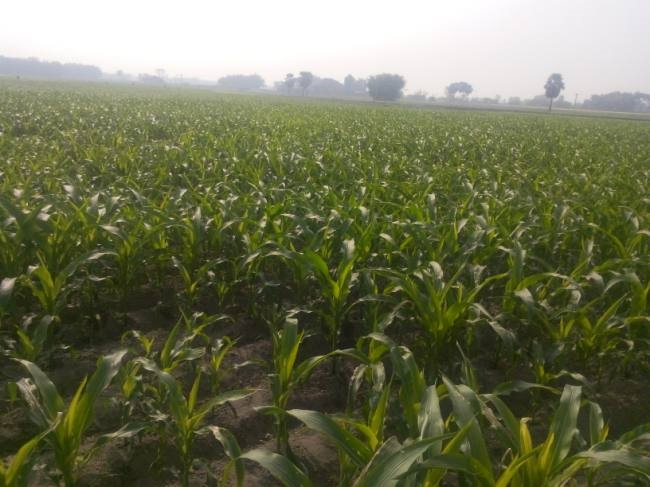 मक्के के बढ़ते रकवे से किसान
उद्योग स्थापना की कर रहे मांग