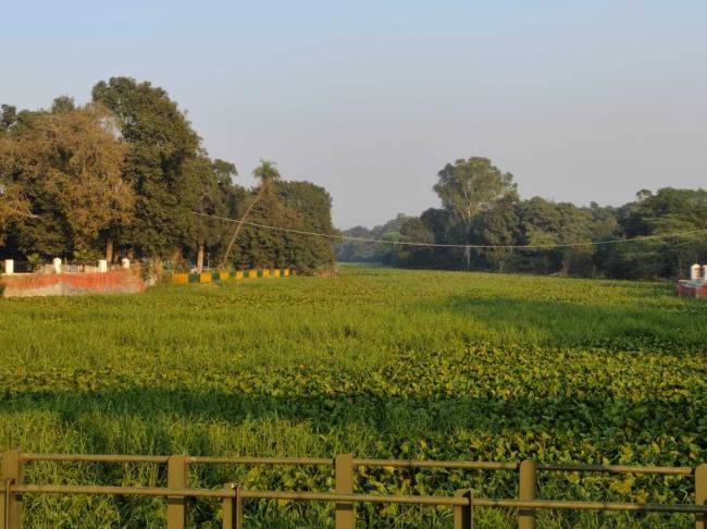 फाइलों में योजना, कांजली वेटलैंड की सुंदरता को लगा ग्रहण