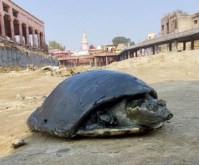 अचल सरोवर: मछलियाें व कछुए पर भारी पड़ रही आस्था, जानें विस्तार से