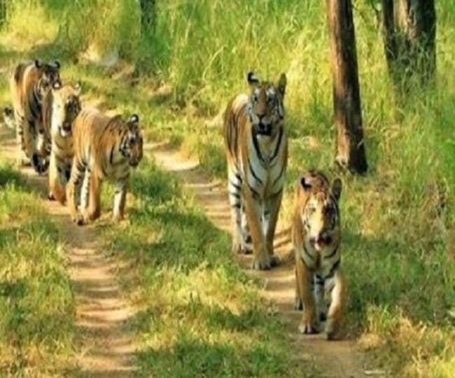 बाघों के लिए बनेंगे और नए ठिकानेे, कम टाइगर रिजर्व व आबादी वाले राज्यों में होगा प्रबंध