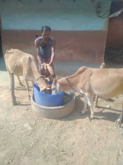 किसानों का छूटा रहा पसीना, सब्जी बना पशुओं का चारा