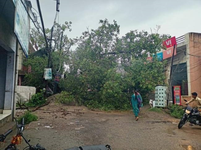 300 वर्ष पुराना पीपल का पेड़ गिरने से यातायात प्रभावित