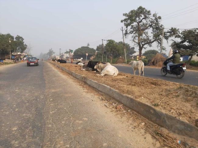 सांड़ भी घूम रहे बेसहारा, इन्हें पहुंचाएं गोशाला