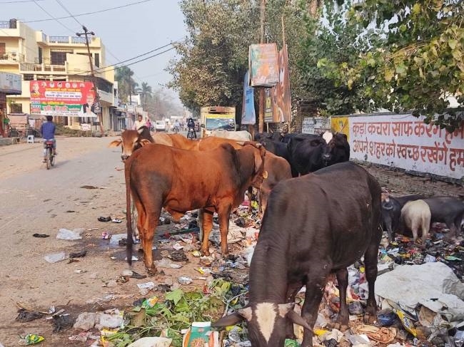 सड़कों पर बेसहारा पशु राहगीरों की बढ़ाते मुश्किलें
