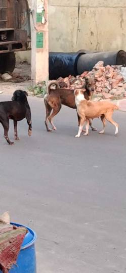 आवारा कुत्तों के आतंक से लोग परेशान