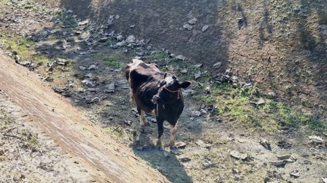 लावारिस पशुओं की शरणस्थली बनी कंडी नहर
