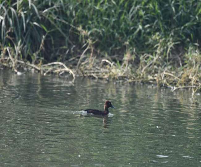 बिहार में विकसित होंगे नए पर्यटन स्थल, जानिए क्या है पांच जगह बनने वाले रामसर साइट का महत्व