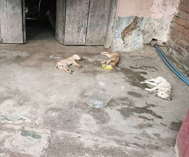 कैमूर में दानपेटी से पैसे उड़ाने के पहले 7 कुत्तों के साथ किया कुछ ऐसा कि उबल पड़े लोग, जानिए क्या हुआ निरीहों के साथ