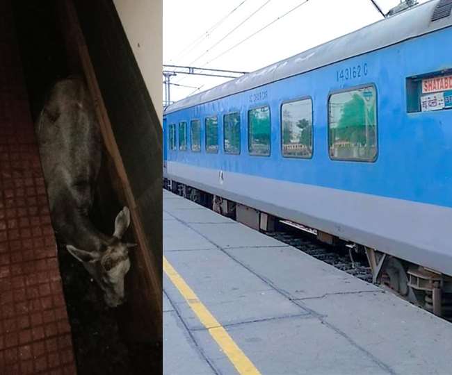 जमुई में दुर्घटनाग्रस्त होने से बची जनशताब्दी एक्सप्रेस, हावड़ा से जा रही पटना