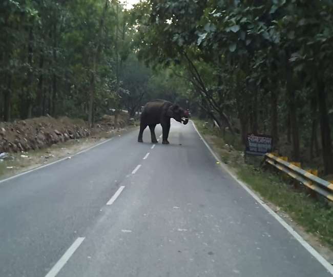 कमजोर और बूढ़े हाथी की तलाश में जुटा वन विभाग, जानिए क्या है मामला