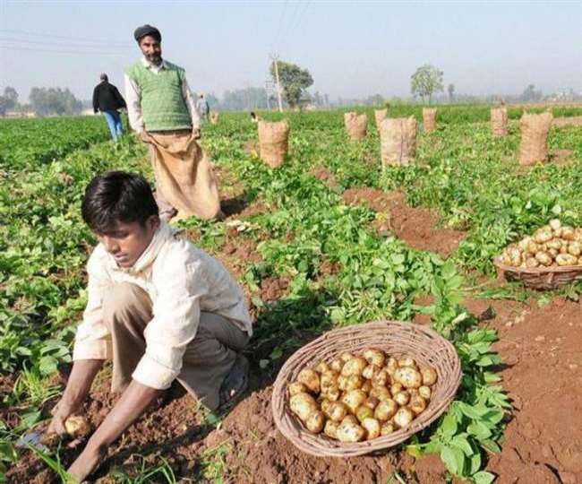 Agriculture and farming: बीज शोधन पर दें ध्यान, मालामाल होंगे आलू किसान