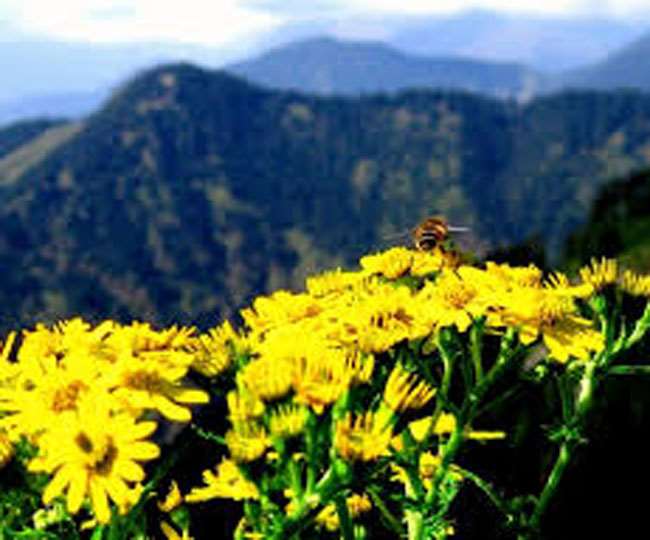 Uttarakhand Tourism: उत्तराखंड में अब पर्यटकों को नहीं होगी कोई दिक्कत, सुविधा को जल्द तैयार होगा गाइडेंस