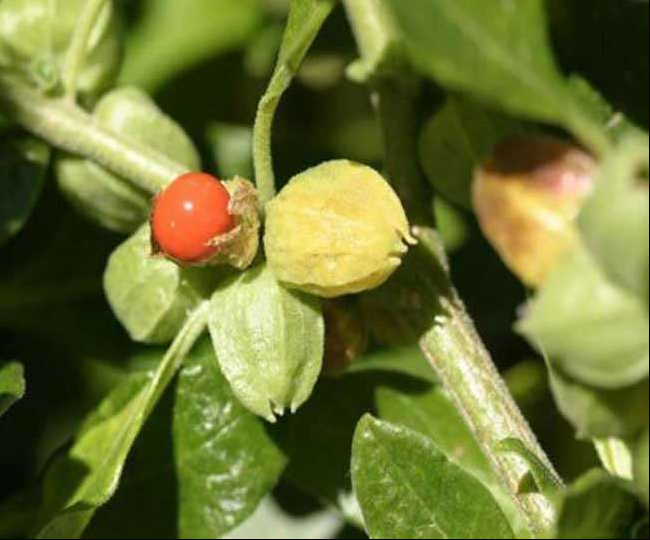 अश्वगंधा