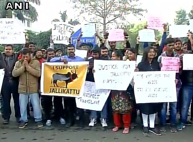 जलीकट्टू को लेकर चैन्नई से लेकर दिल्ली तक प्रदर्शन, देखें तस्वीरें