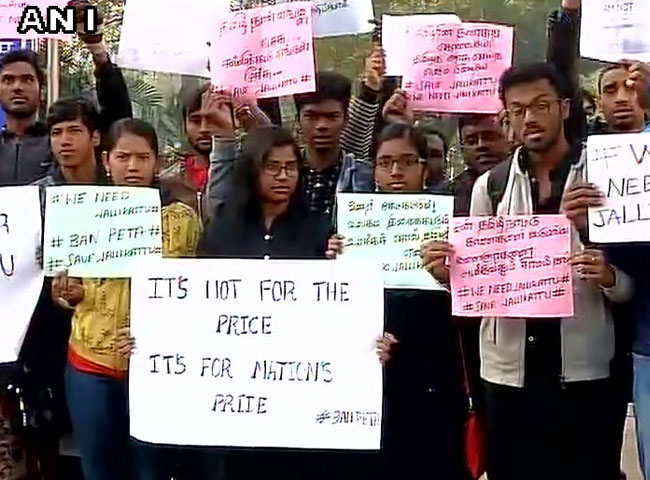 जलीकट्टू को लेकर चैन्नई से लेकर दिल्ली तक प्रदर्शन, देखें तस्वीरें