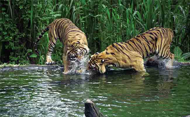 //www.jagranimages.com/images/sundarban-080617_2017_6_8_164412_s.jpg