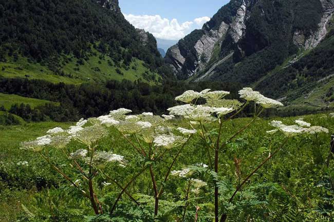 फूलों की घाटी, उत्तरांचल