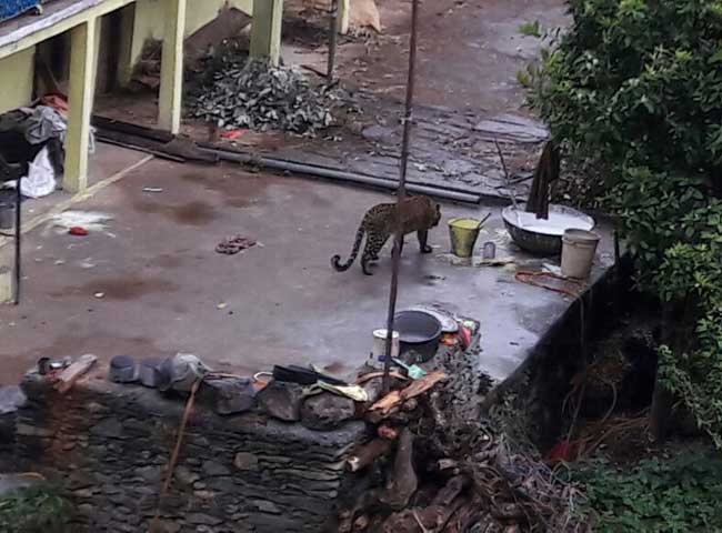 PICS: उत्तराखंड के इस गांव में घुसा तेंदुआ, अटकी रही ग्रामीणों की सांसें