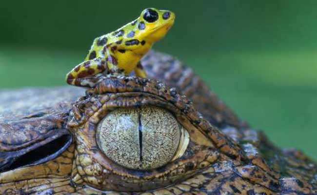 //www.jagranimages.com/images/wild-life-story_10_i_2017_6_5_16584_s.jpg