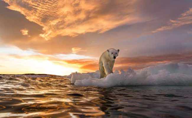 //www.jagranimages.com/images/wild-life-story_1_i_2017_6_5_165554_s.jpg