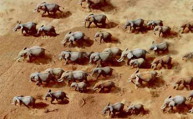 //www.jagranimages.com/images/wild-life-story_2_i_2017_6_5_165611_s.jpg