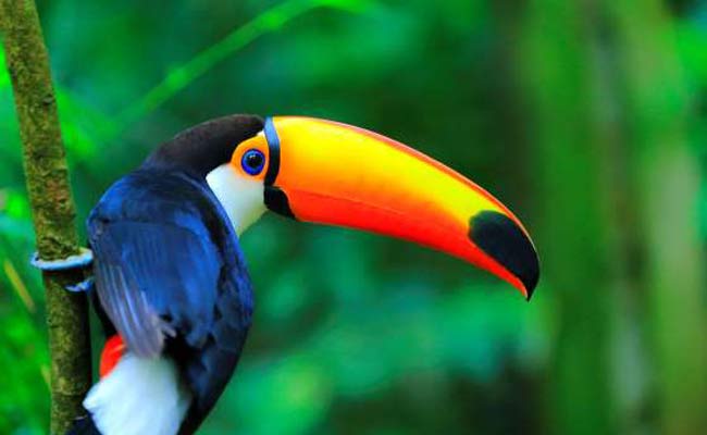//www.jagranimages.com/images/wild-life-story_3_i_2017_6_5_165625_s.jpg