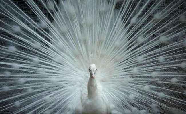 //www.jagranimages.com/images/wild-life-story_5_i_2017_6_5_165650_s.jpg