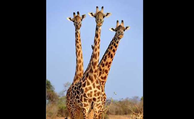 //www.jagranimages.com/images/wild-life-story_8_i_2017_6_5_165736_s.jpg