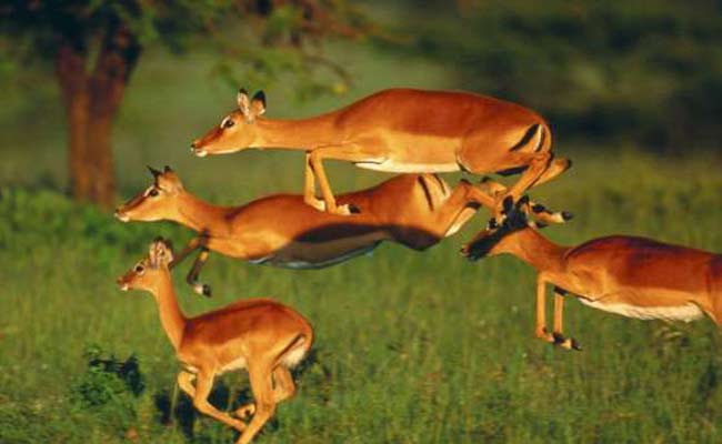 //www.jagranimages.com/images/wild-life-story_9_i_2017_6_5_165750_s.jpg