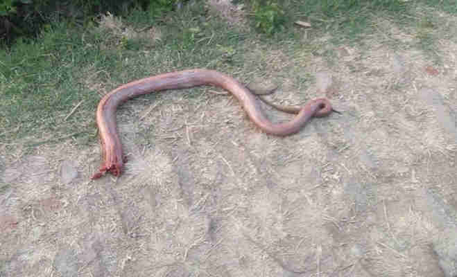 snake bite farmer, farmer chewed snake, farmer chewed snake head, farmer chewed snake fang, farmer chewed snake head revenge, angry farmer Sonelal
