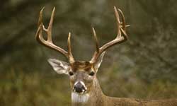 Hunters find dead deer with bone grown around arrow Hunters find dead deer with bone grown around arrow