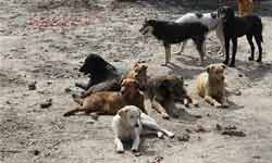 Dog helped cops to find a murderer in Delhi Dog helped cops to find a murderer in Delhi