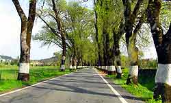Know the important reason behind white color painting on Trees Know the important reason behind white color painting on Trees