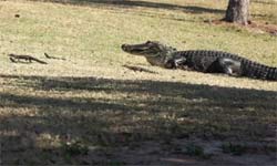 Watch Viral video of an alligator chilling with 16 alligator babies post by Sharon Whiting Watch Viral video of an alligator chilling with 16 alligator babies post by Sharon Whiting