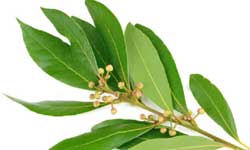 the most impressive health benefits of bay leaves the most impressive health benefits of bay leaves