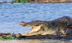 Odisha 6 Year Old Hit Crocodile On Head To Save Classmate Odisha 6 Year Old Hit Crocodile On Head To Save Classmate