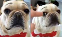 Pet dog crying viral video when his owner scolds him for destroying her sofa Pet dog crying viral video when his owner scolds him for destroying her sofa