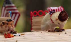 you never see friendship with animal and birds like this you never see friendship with animal and birds like this
