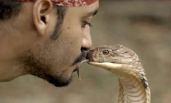 Watch as a man kisses a venomous King Cobra Watch as a man kisses a venomous King Cobra