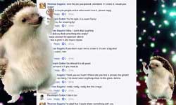 Viral rap song on lyrics of facebook comments below a cute hedgehog pic Viral rap song on lyrics of facebook comments below a cute hedgehog pic