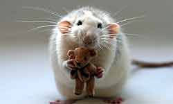 Scientists build first time a Fully Functional Human Heart with Rat Heart Scientists build first time a Fully Functional Human Heart with Rat Heart