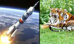 To save 2 Tigers is more profitable than sending mangalyaan in Space by India To save 2 Tigers is more profitable than sending mangalyaan in Space by India
