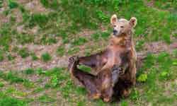 10 adorable pictures of animals doing yoga poses 10 adorable pictures of animals doing yoga poses
