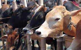 Supreme Court suspends ban on cattle trade for slaughter