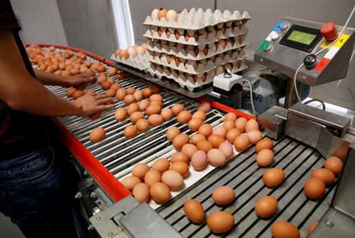 European egg scandal that is spreading to Asia now