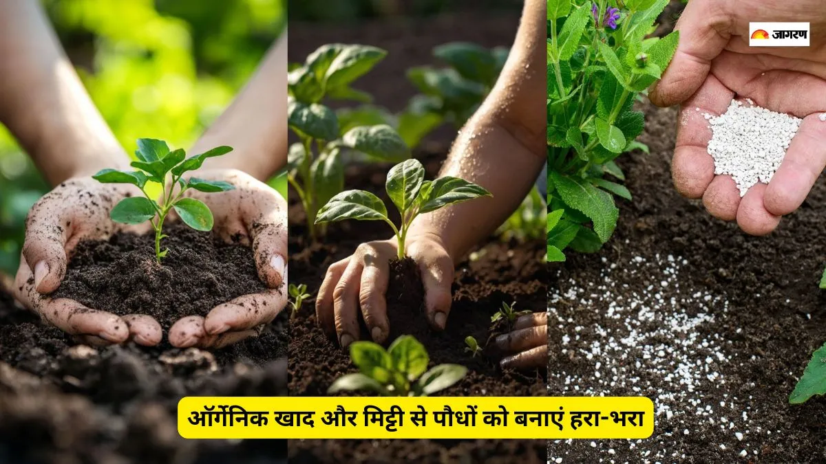 पौधों के लिए ऑर्नेगिनक मिट्टी और खाद