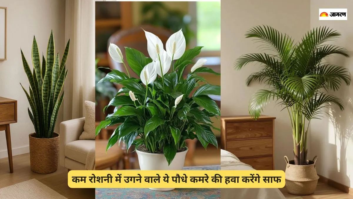 बेडरूम में रखें हवा को साफ करने वाले ये 5 पौधे